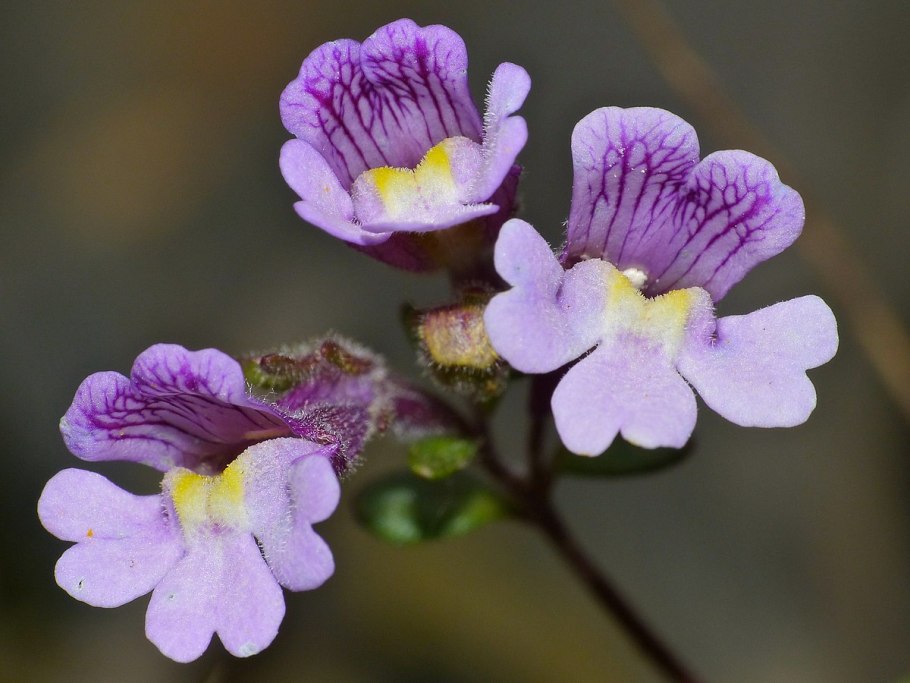 Хеноринум душицелистный