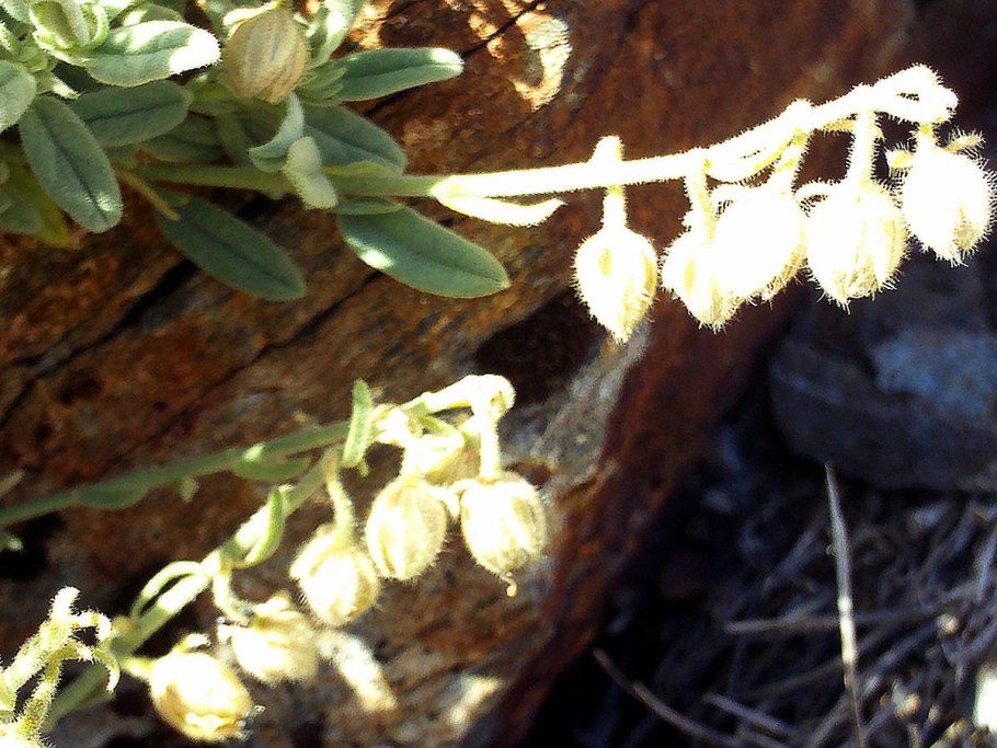 Хеноринум дикий