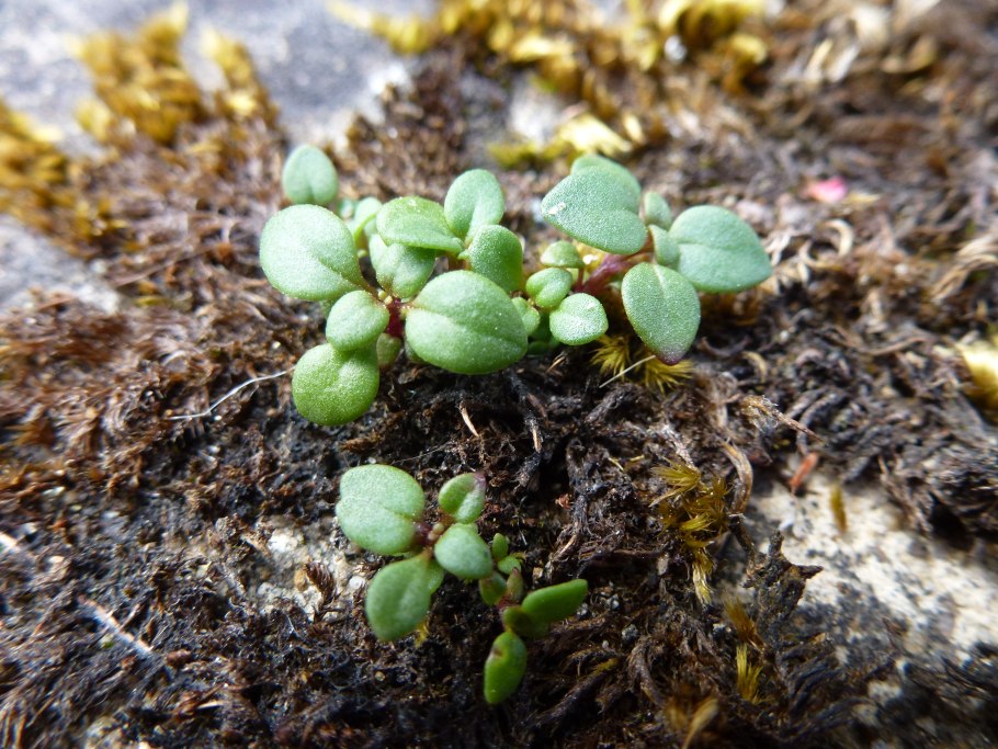 Хеноринум душицелистный Blue Dream