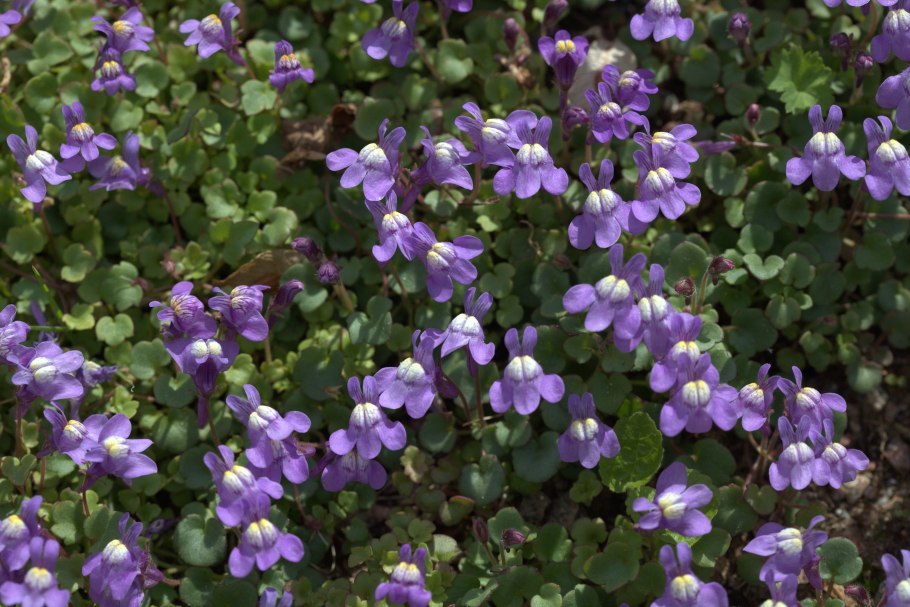 Хеноринум малый или Ушкоцвет Макросъемка