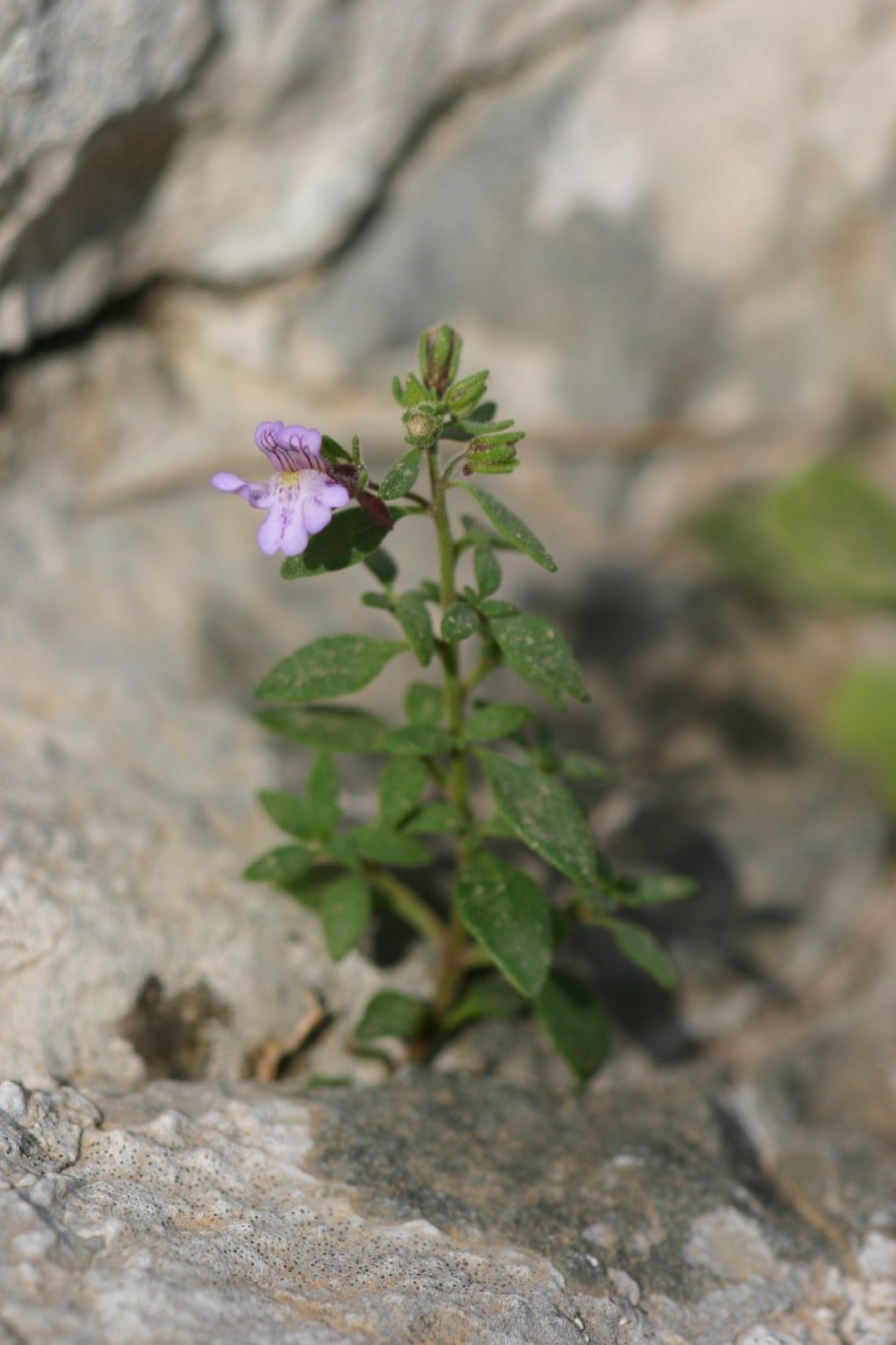 Хеноринум душицелистный