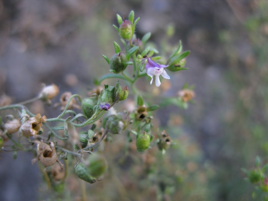 Plantaginaceae Новосибирск