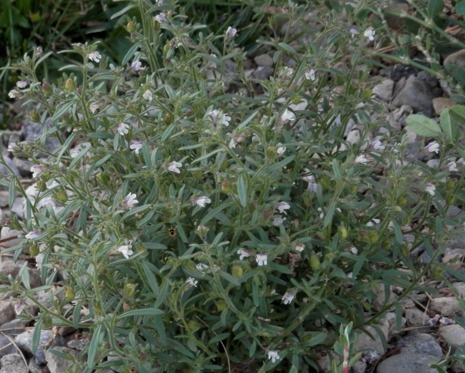 Хеноринум полевой