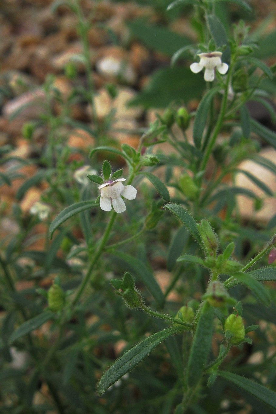 Хеноринум полевой