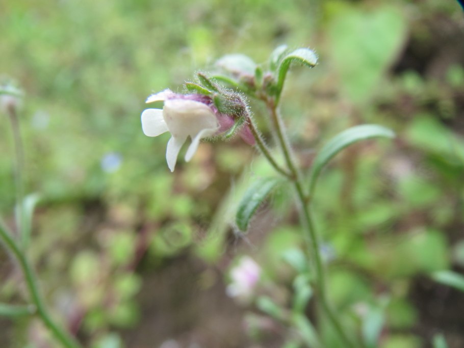 Хеноринум малый