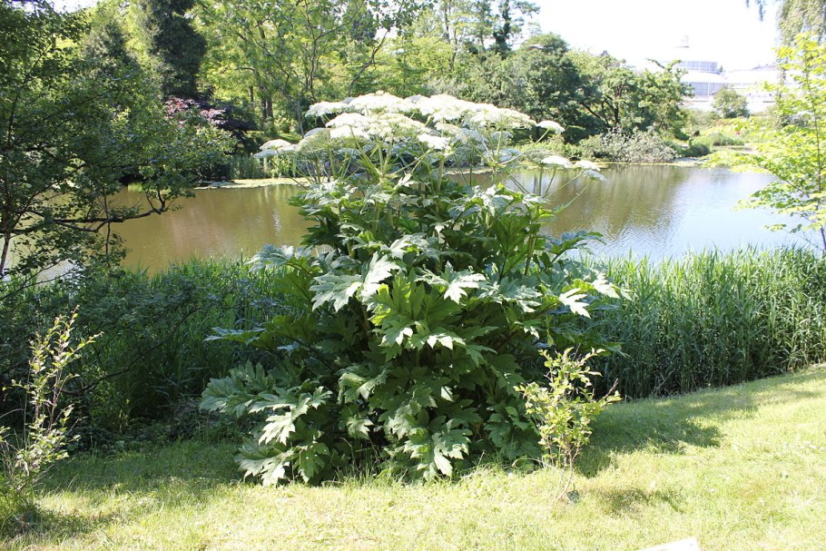 Борщевик Мантегацци Heracleum mantegazzianum