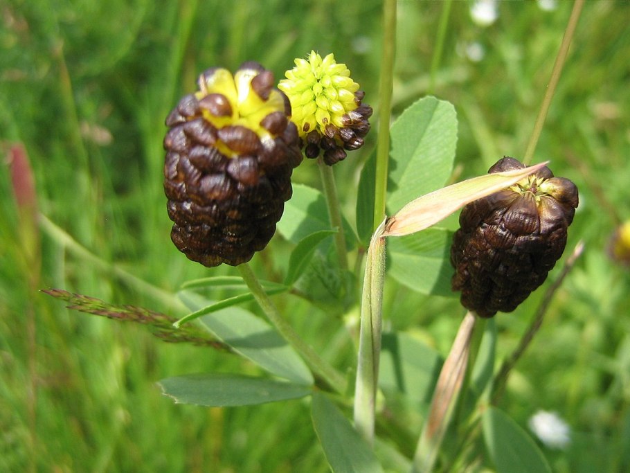 Клевер Атропурпуреа