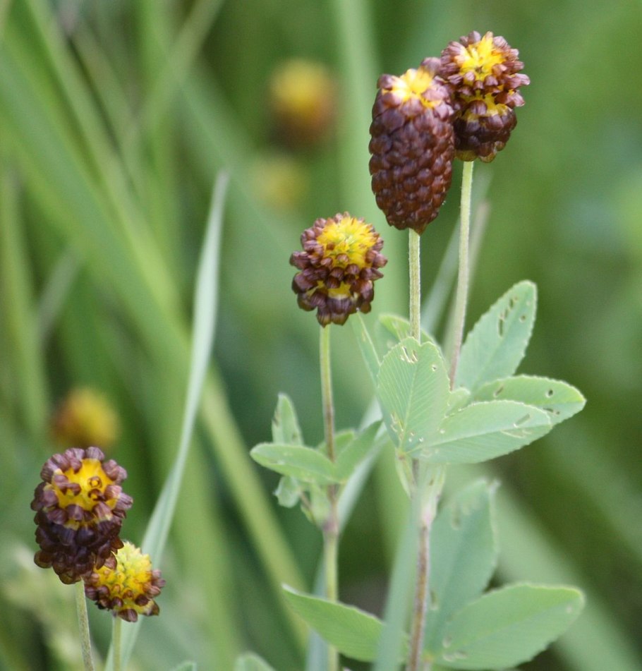 Клевер каштановый