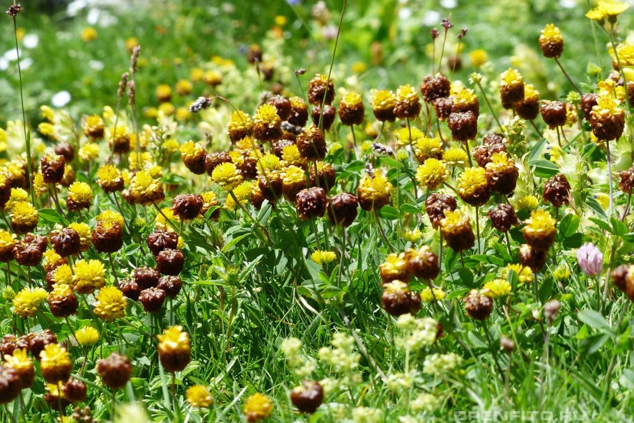 Клевер каштановый