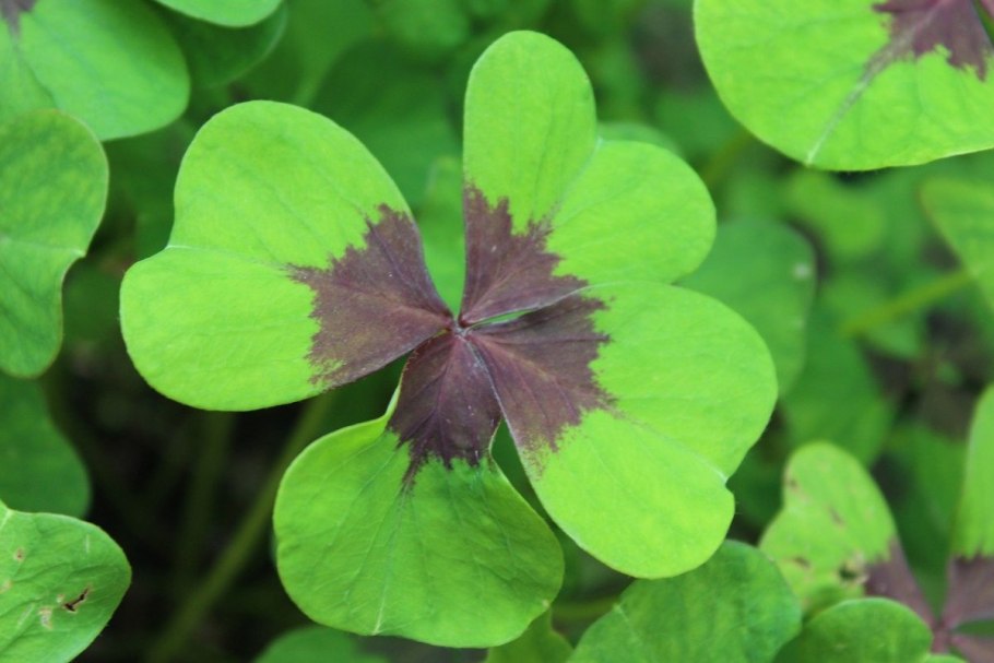 Семилистный Клевер