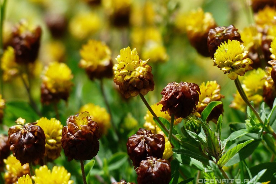 Клевер каштановый