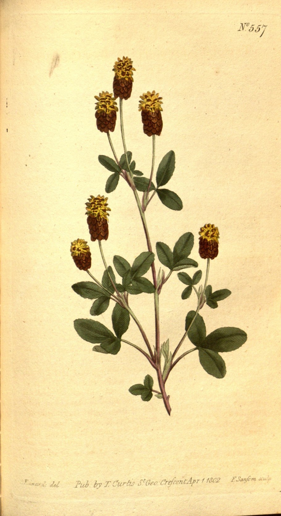 Клевер ланцетовидный