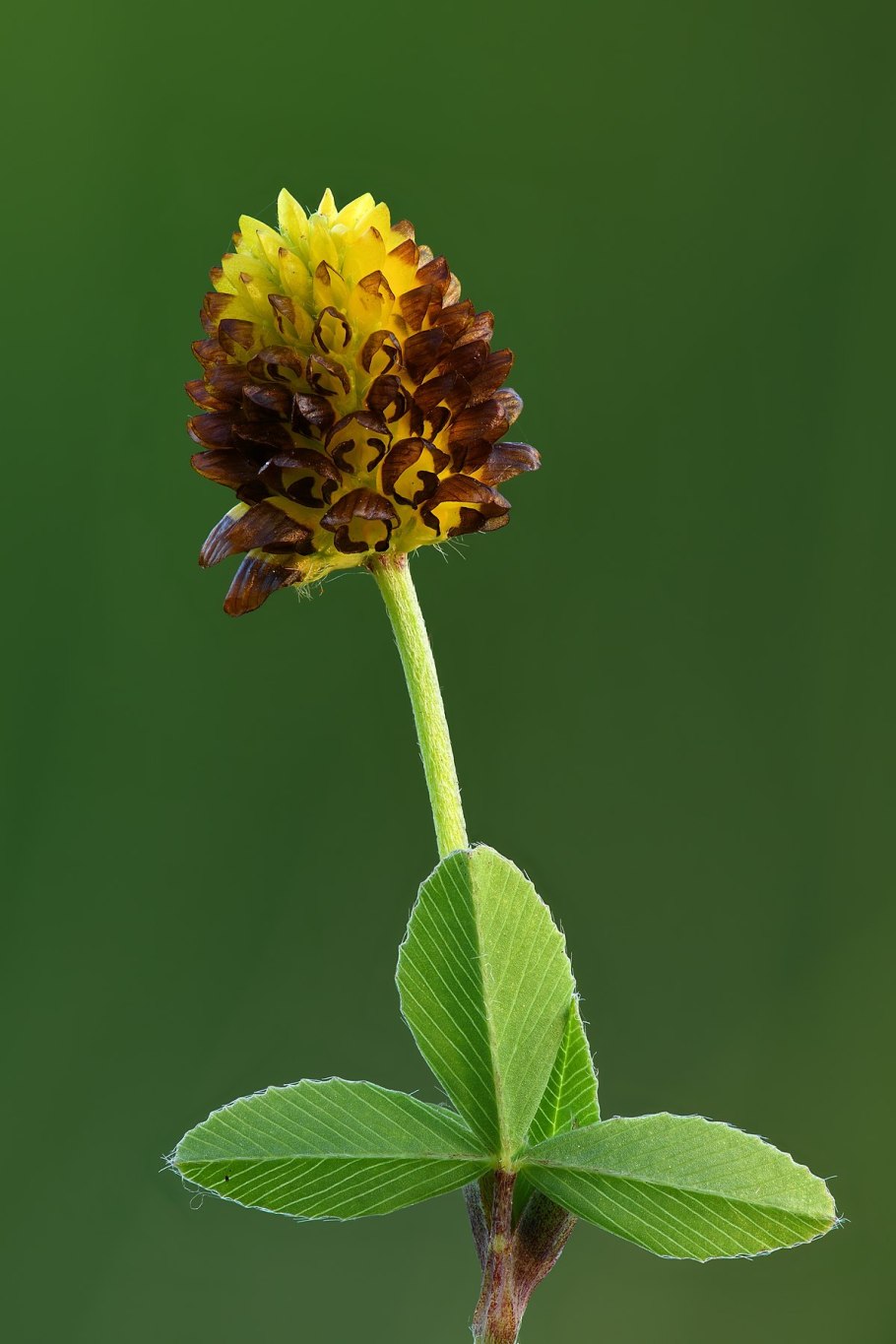 Trifolium spadiceum