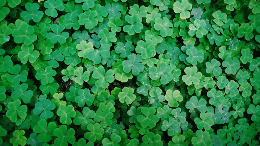 Цветущий Лесной Клевер