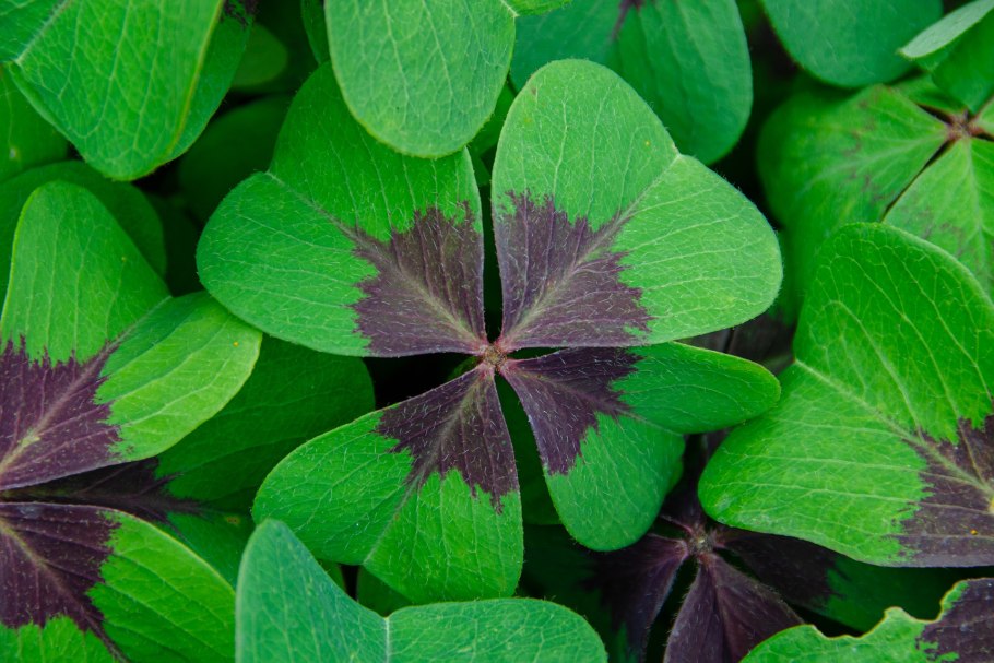 Тёмный каштан пример муляж