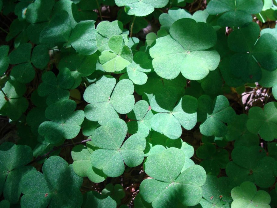 Цвет волос мокко Браун