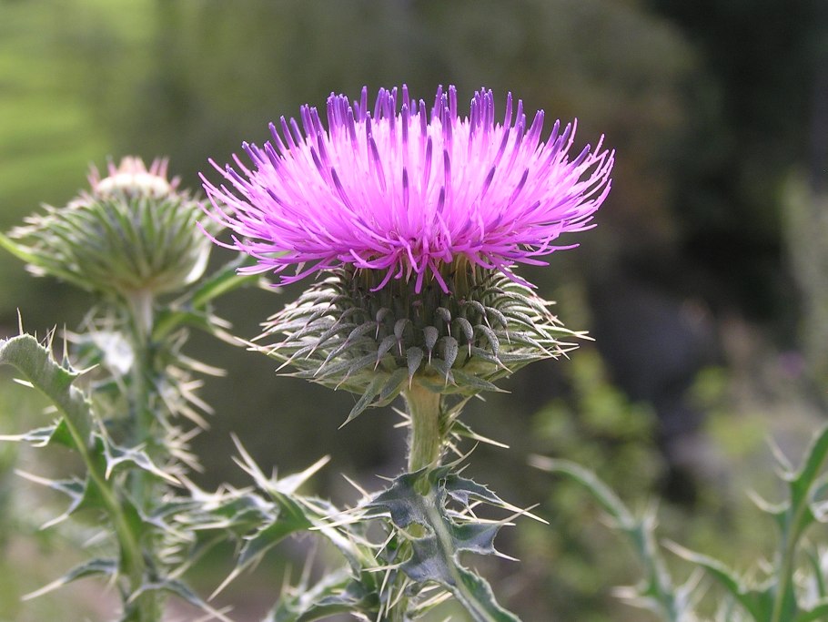 Бодяк разнолистный