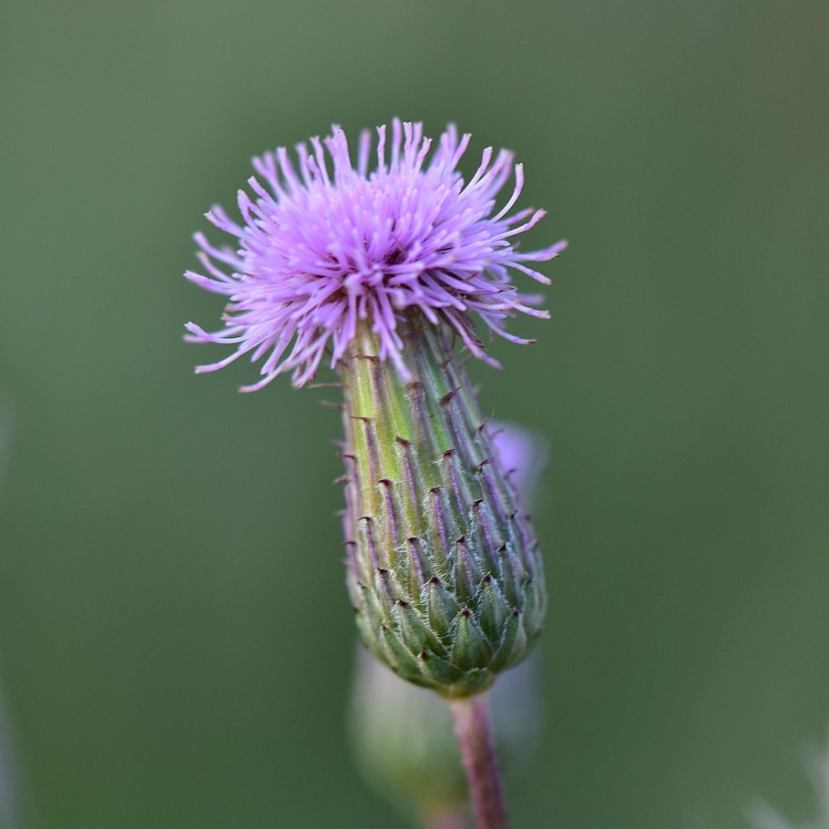 Бодяк полевой