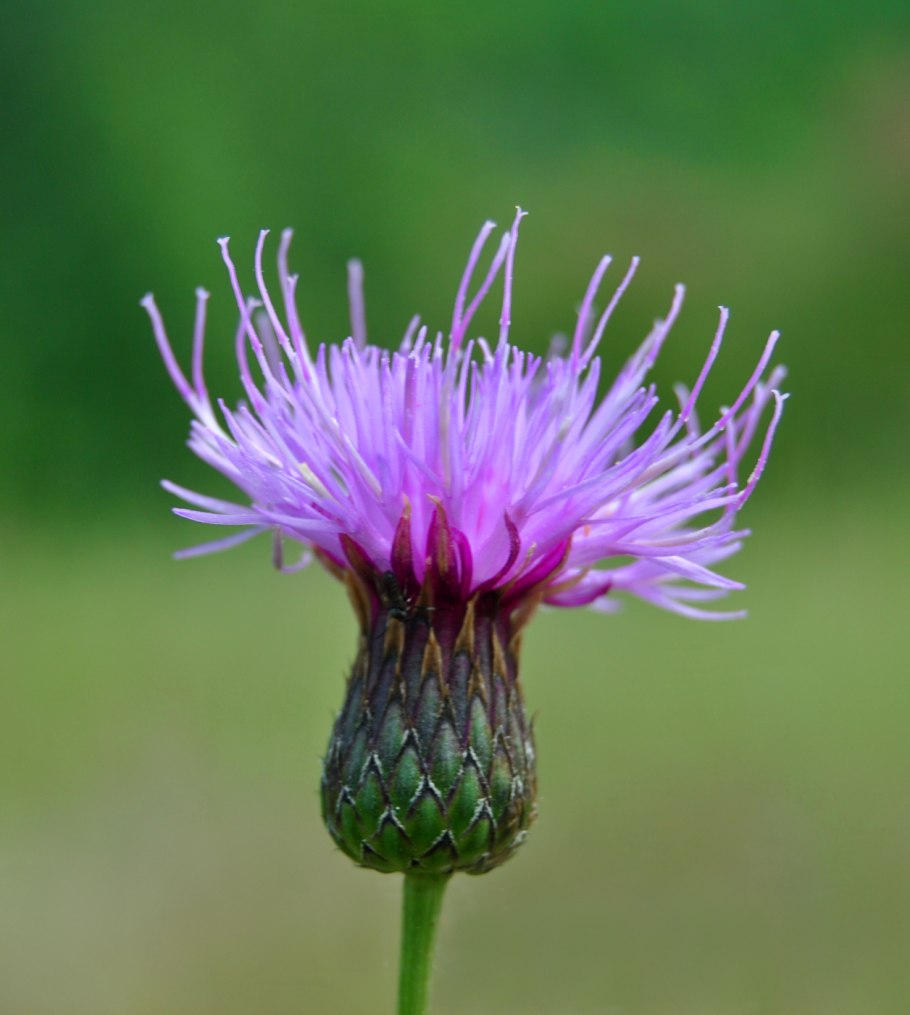 Бодяк обыкновенный (Cirsium vulgare)