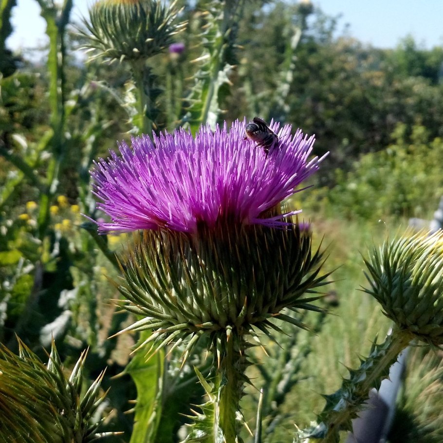 Бодяк чертополох