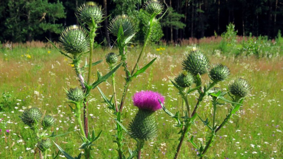 Бодяк чертополох