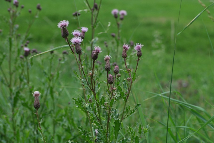 Бодяк обыкновенный (Cirsium vulgare)