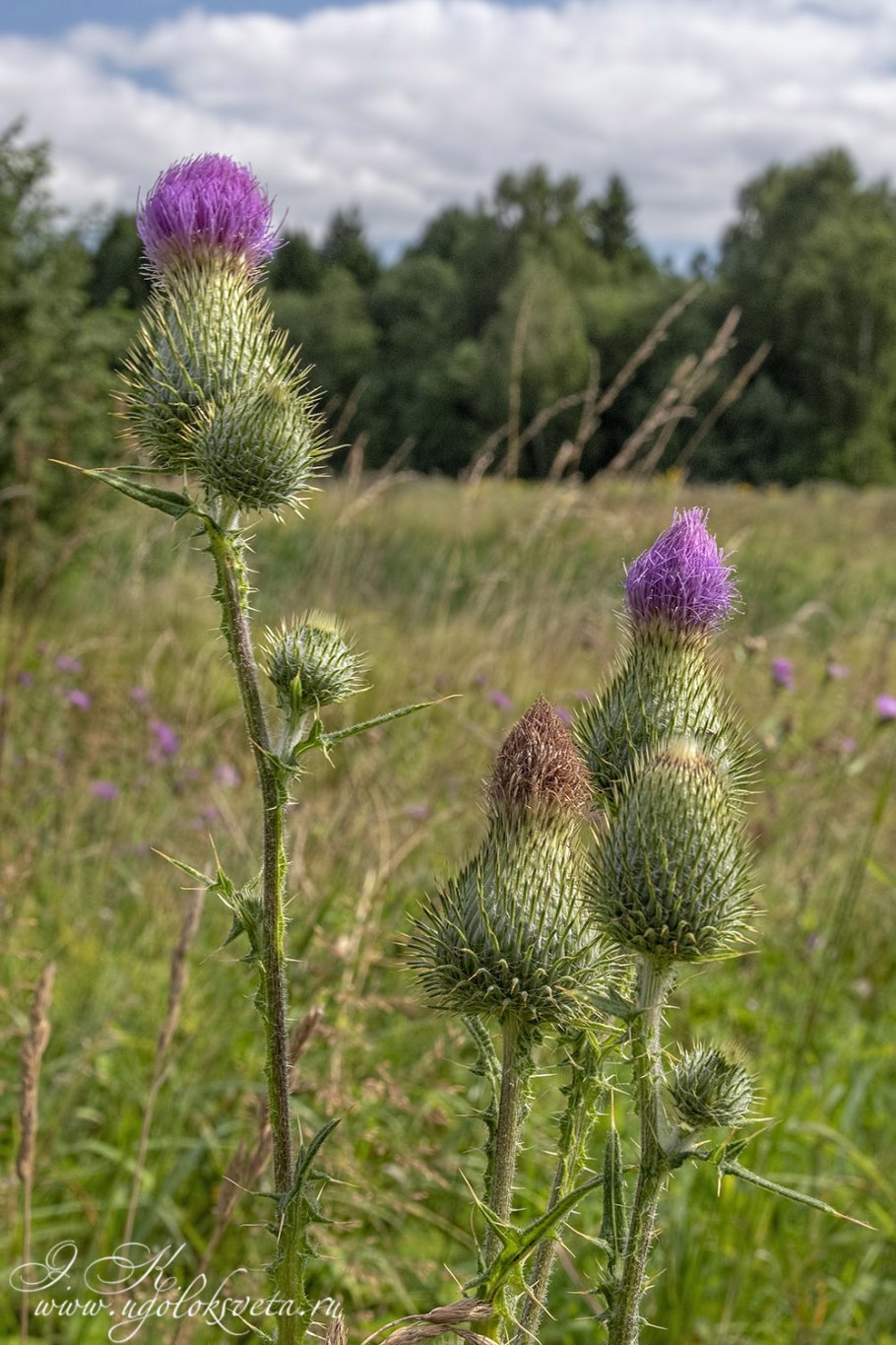 Осот розовый Бодяк полевой