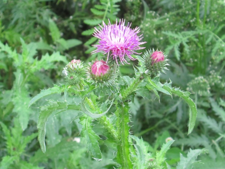 Бодяк обыкновенный (Cirsium vulgare)
