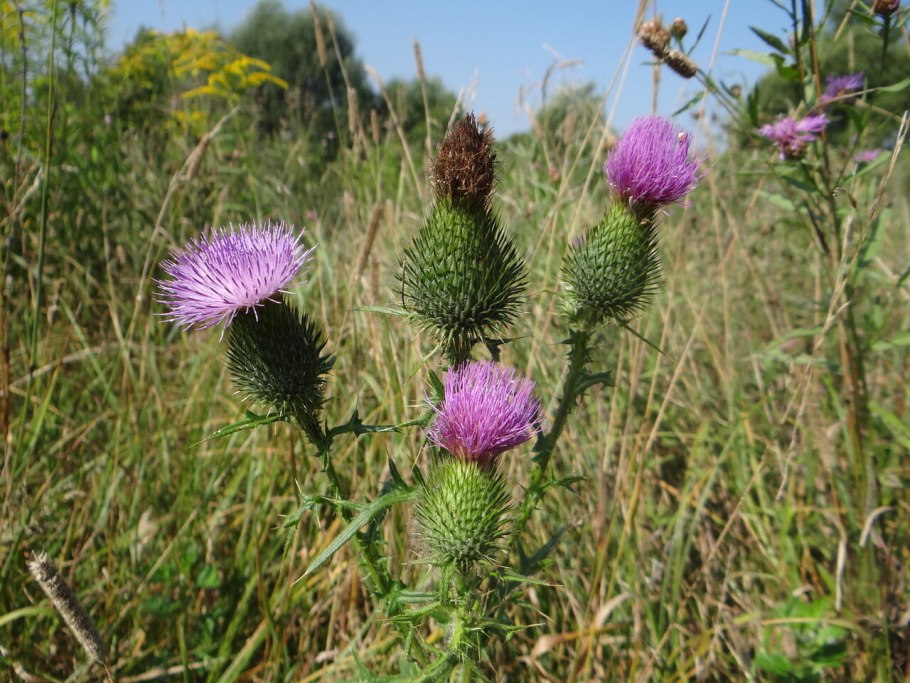 Бодяк (Бодяк) разнолистный (татарник