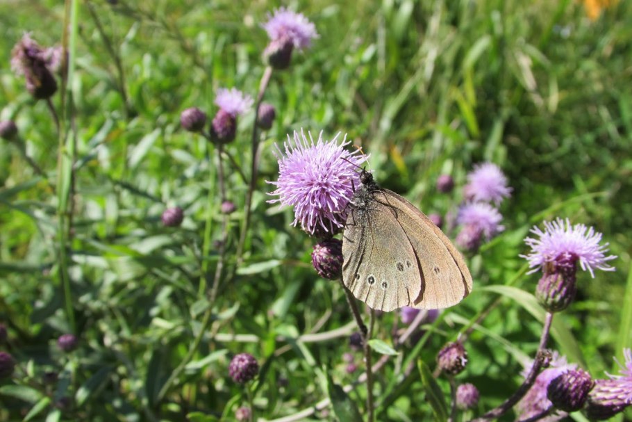 Бодяка (Cirsium vulgare