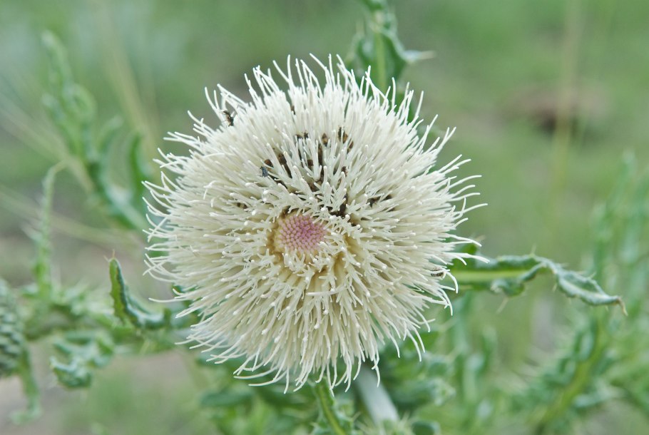 Бодяк обыкновенный листья
