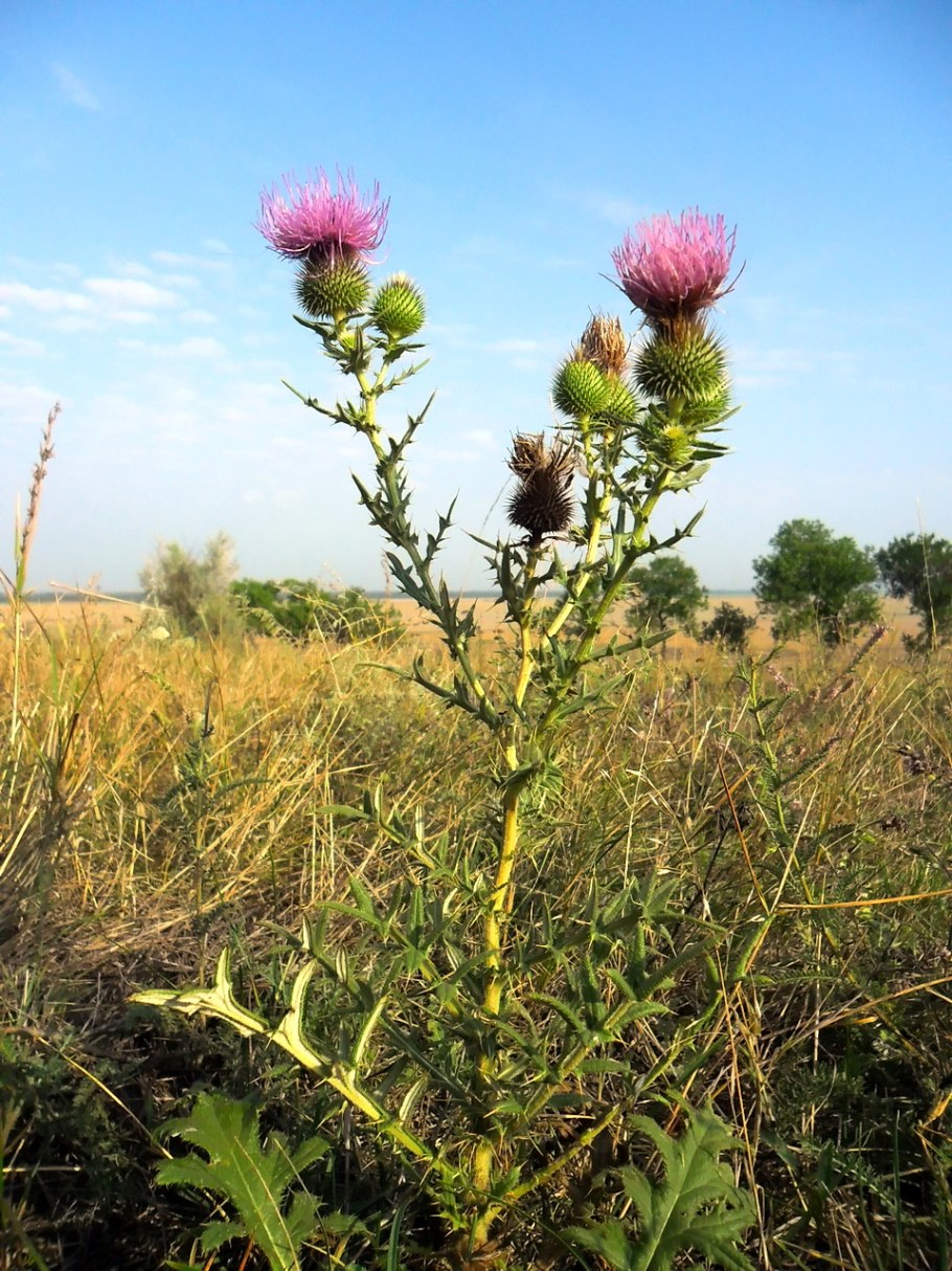 Бодяк полевой (Cirsium arvense)
