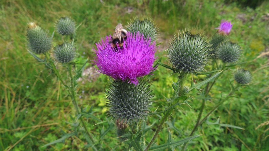 Бодяк (осот обыкновенный)