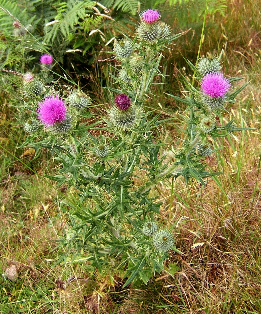 Бодяк полевой (Cirsium arvense)