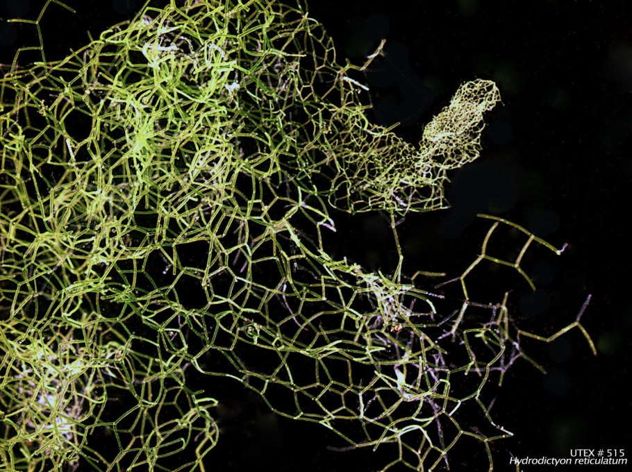 Гидродикцион водоросль