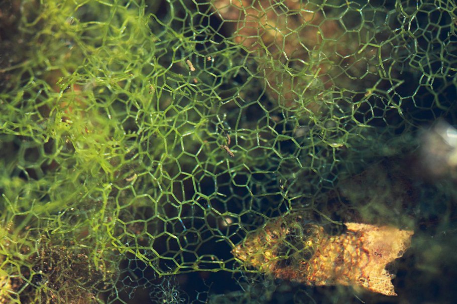 Гидродикцион водоросль