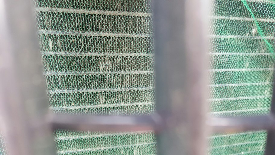 Риччия Амано