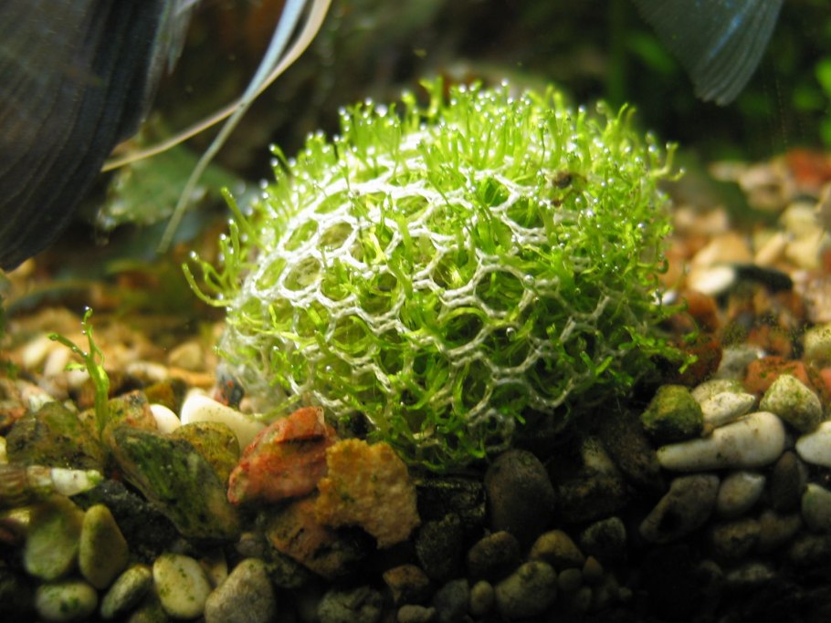 Риччия аквариумное