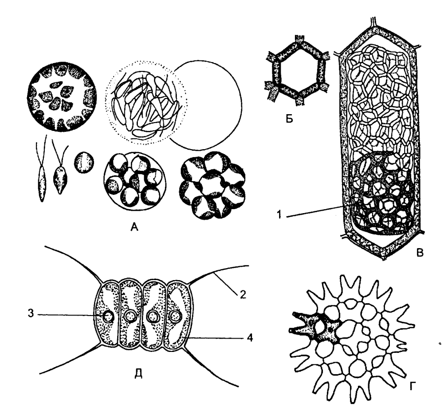 Протококковые водоросли