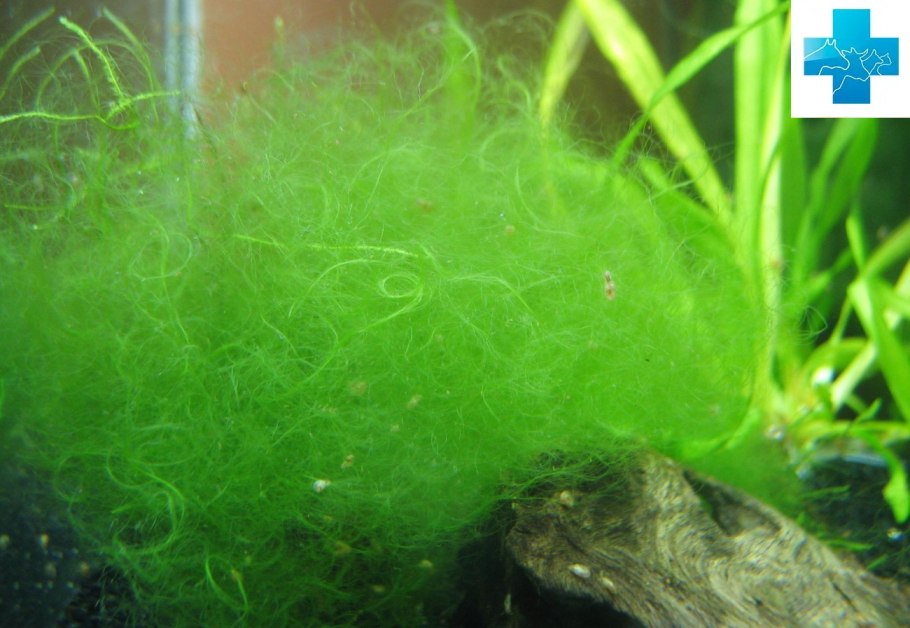 Сетка водяной знак