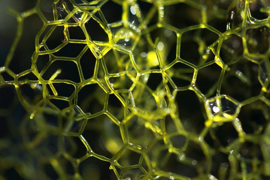 Гидродикцион водоросль