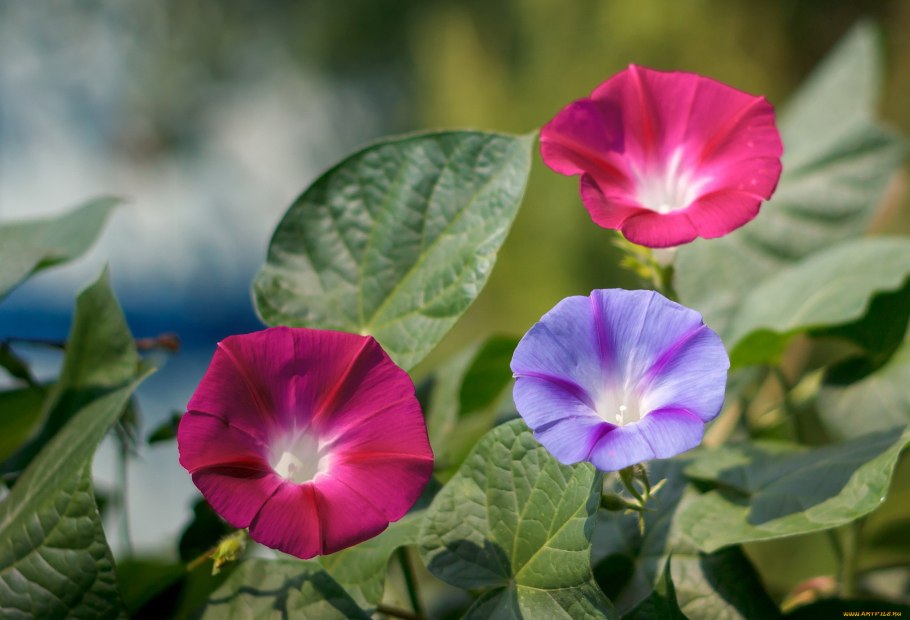 Ипомея Тиффани