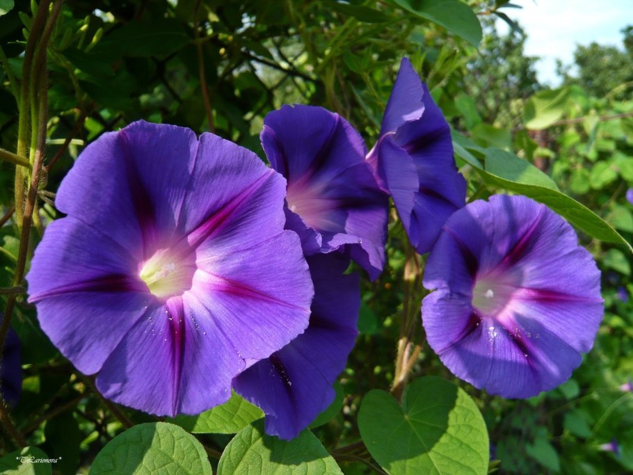 Ипомея Пикоти синяя