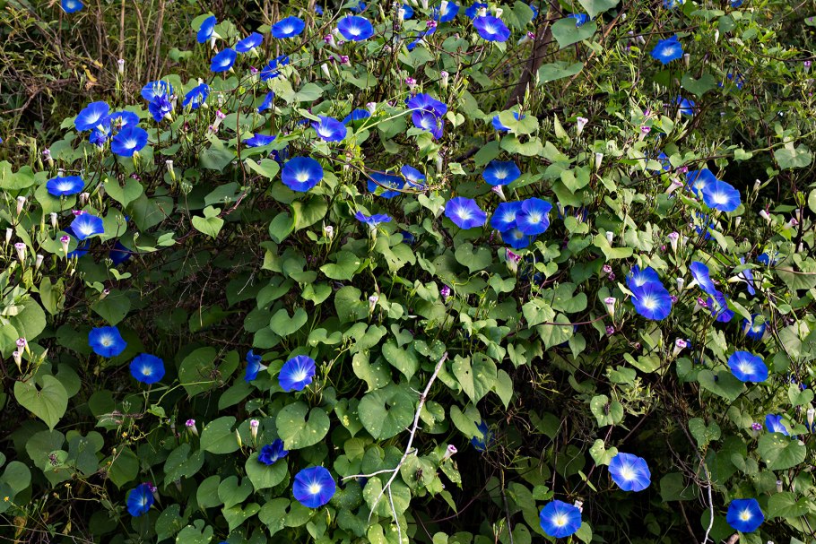 Садовая Лиана ипомея