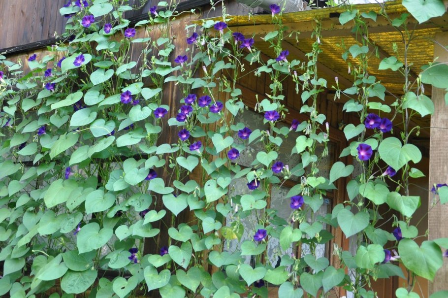 Вьюнок растение