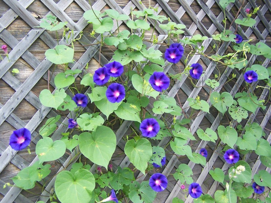 Вьюнок ипомея