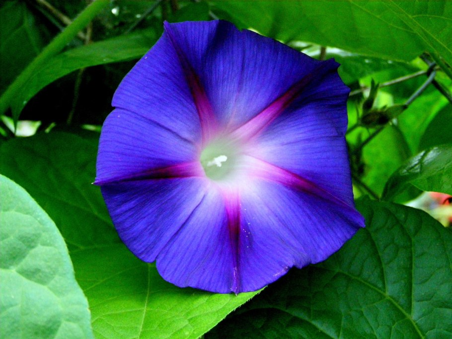 Ипомея пикоти синяя