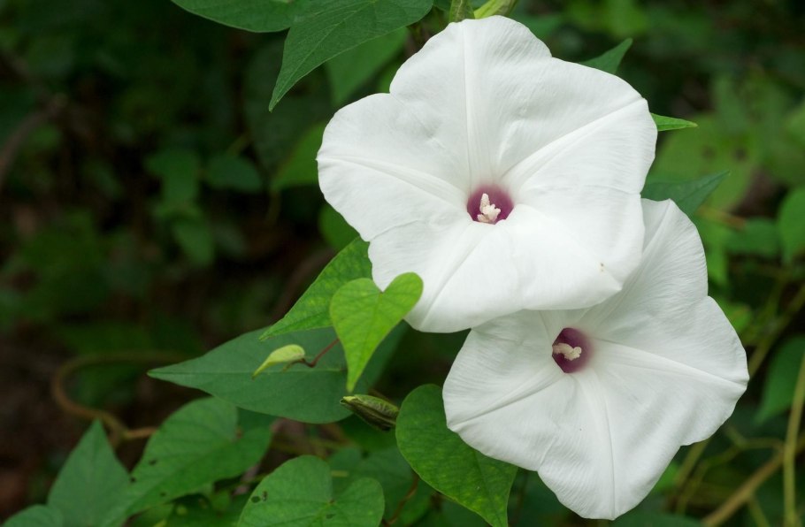 Вьюнок Конвольвулюс трехцветный