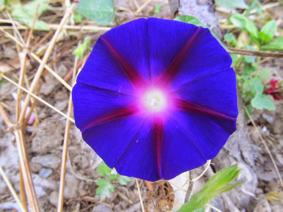 Ипомея Пикоти синяя