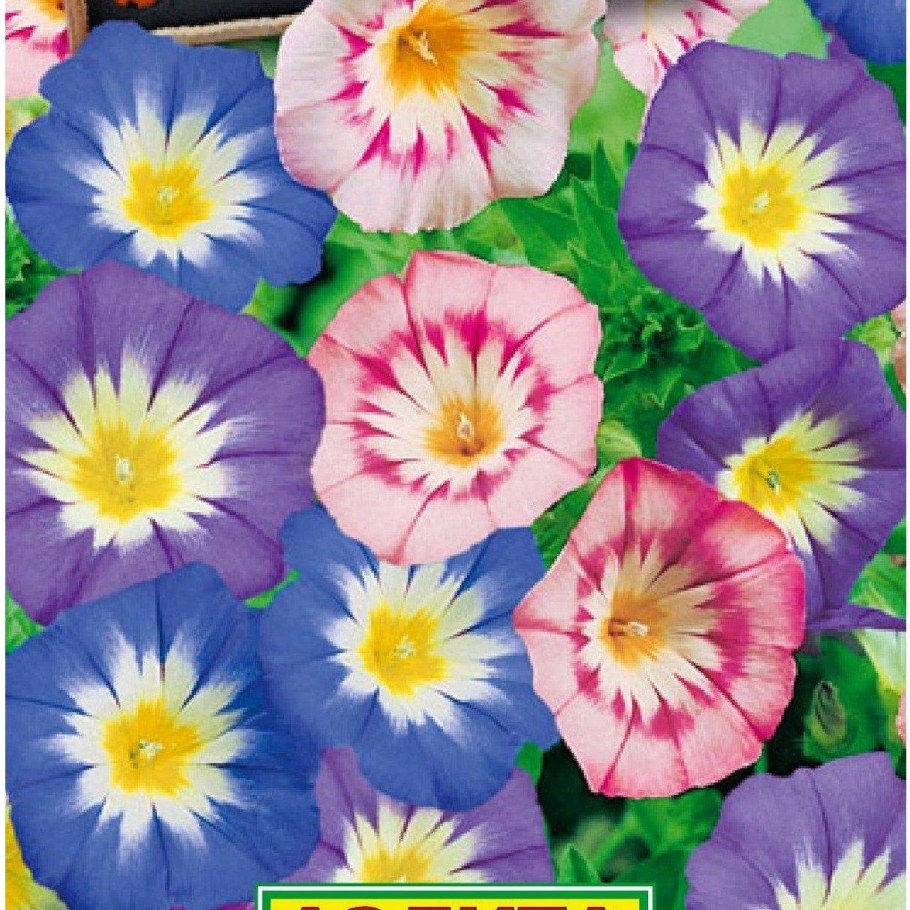 Вьюнок Конвольвулюс